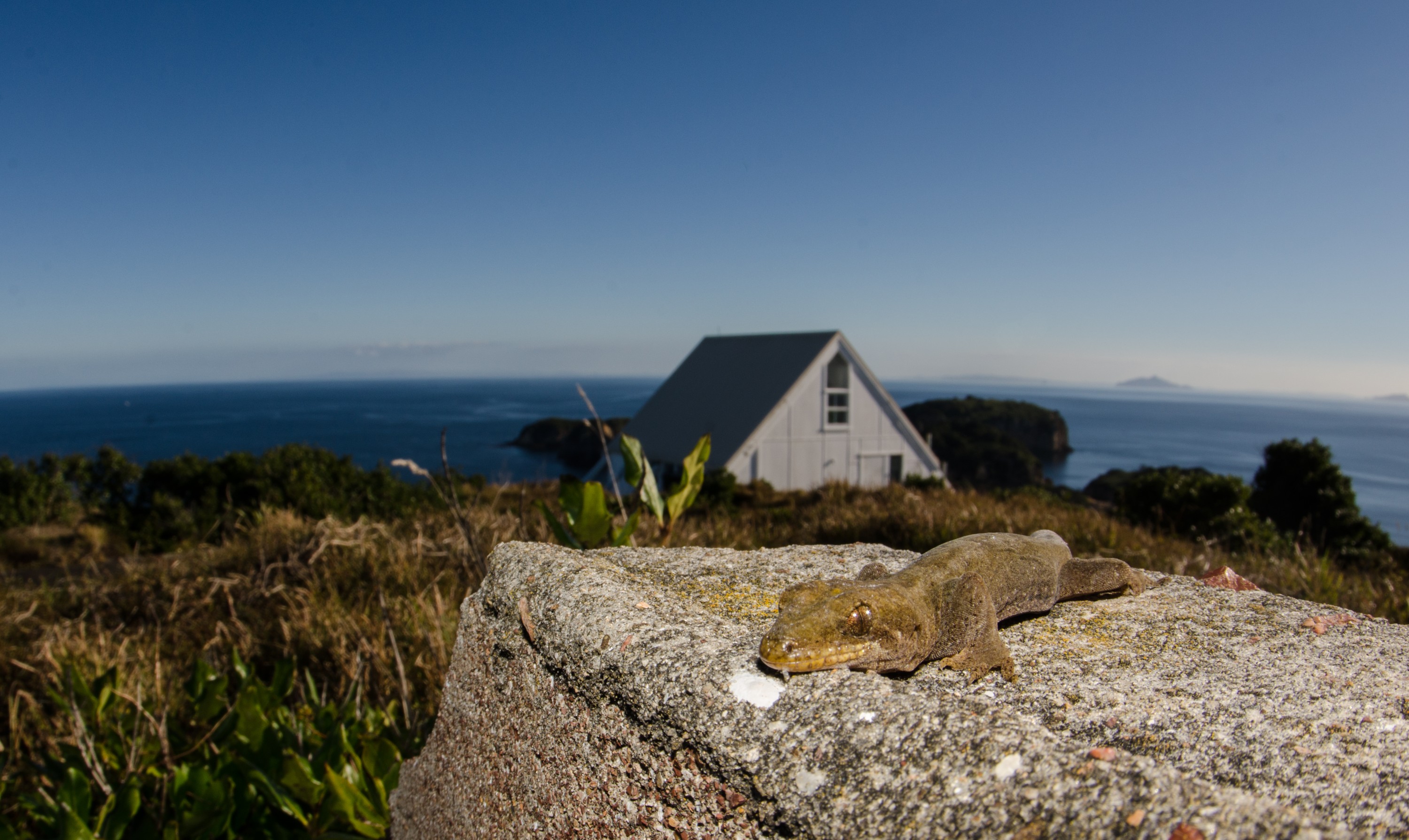 DSC_4828 – Mokohinau, Islands, Burgess, Island, crispin, nz, new, zealand, new zealand, Mokohinau, Gecko, Dactylochnemis, lizard, cold blood, rare
